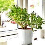 Plantas de la buena fortuna según el Feng Shui