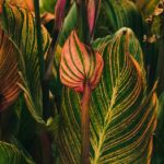 Plantas de vibrantes hojas en diferentes tonalidades