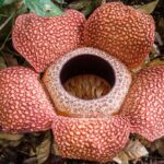 Plantas del Amazonas y sus nombres destacados