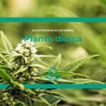 Plantas dioicas: definición y ejemplos significativos