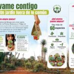 Plantas en riesgo: amenazas y factores de extinción