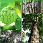 Plantas en riesgo de extinción en Paraguay