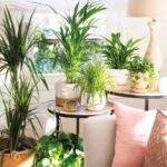 Plantas estéticas: inspiración con nombres y fotografías