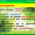 Plantas fanerógamas: definición características y ejemplos clave