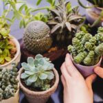 Plantas guardianas que protegen tu hogar con energía positiva
