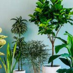 Plantas ideales para pasillos oscuros y sin luz natural