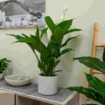 Plantas ideales para realzar tu salón