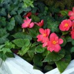 Plantas ideales para sol y sombra en tu jardín