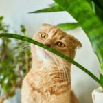 Plantas ideales y seguras para la salud de gatos