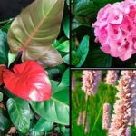 Plantas más venenosas que debes conocer urgentemente