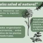 Plantas medicinales mexicanas y sus propiedades curativas