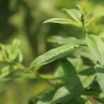 Plantas medicinales peruanas y sus beneficios para la salud