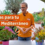 Plantas mediterráneas ideales para embellecer tu jardín