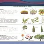 Plantas no vasculares: definición características y ejemplos clave