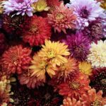 Plantas otoñales con flores ideales para exteriores