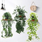 Plantas pequeñas para embellecer cualquier espacio en casa