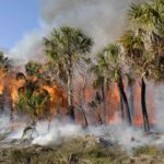 Plantas pirófilas: definición características y ejemplos destacados