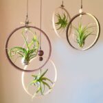 Plantas que capturan la humedad del ambiente