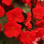 Plantas que florecen durante todo el año