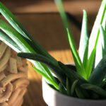 Plantas que generan oxígeno durante la noche