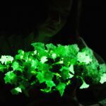 Plantas que iluminan la noche con su resplandor