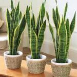 Plantas que mejoran la calidad del aire en casa
