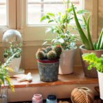 Plantas que potencian la energía de tu hogar Feng Shui
