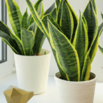 Plantas que regulan la temperatura ambiental eficazmente