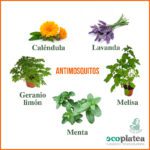 Plantas repelentes de mosquitos para un ambiente saludable
