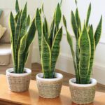 Plantas suculentas venenosas que debes evitar