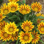 Plantas tapizantes ideales para climas fríos y resistentes