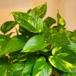 Plantas tóxicas que amenazan tu salud y bienestar