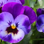 Plantas trepadoras florecientes que soportan el frío