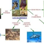 Ramas de la zoología y su enfoque de estudio