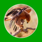 Razones detrás del peligro de extinción del águila real