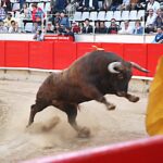 Razones para oponerse a las corridas de toros