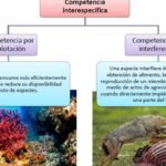 Relaciones interespecíficas: clasificación y casos prácticos