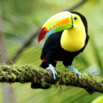 Riquezas naturales de la flora y fauna costarricense