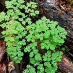 Rocío: origen y proceso de formación natural