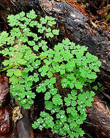 Rocío: origen y proceso de formación natural