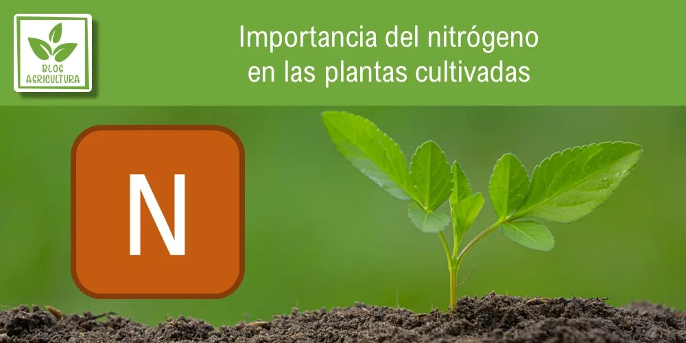 Rol del nitrógeno en las plantas y su relevancia vital