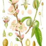 Rosaceae: características y ejemplos destacados de la familia