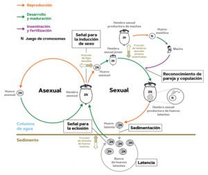 Rotíferos: definición características clasificaciones y ejemplos clave ...