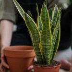 Sansevieria cilindrica: guía esencial de cuidados
