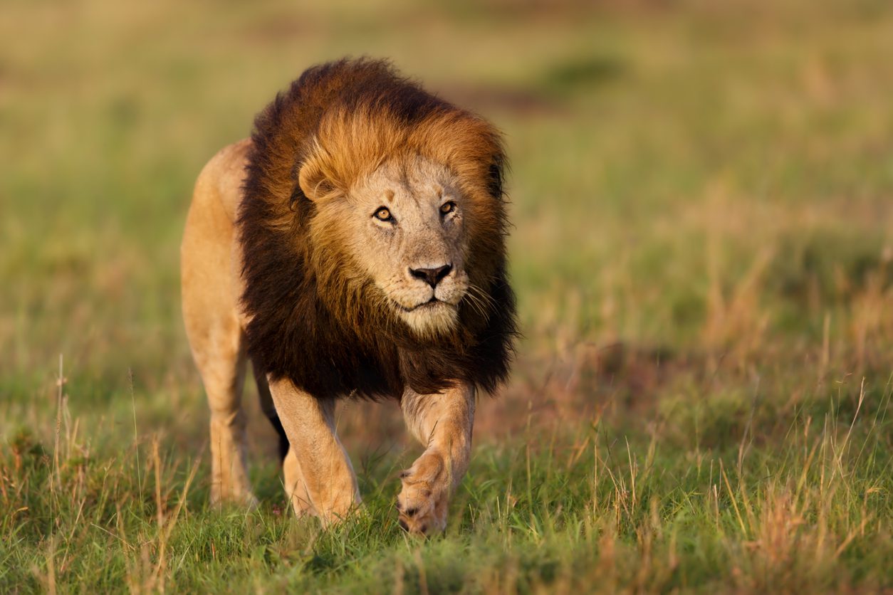 Secretos sorprendentes sobre los leones