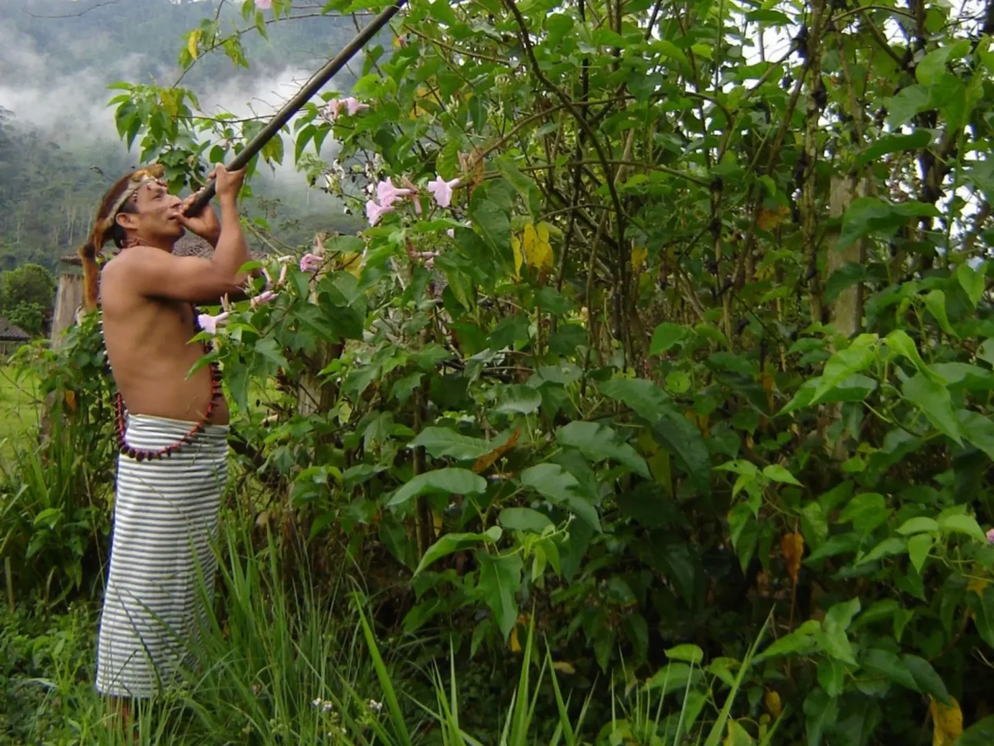 Selva Amazónica: características ubicación fauna y culturas indígenas