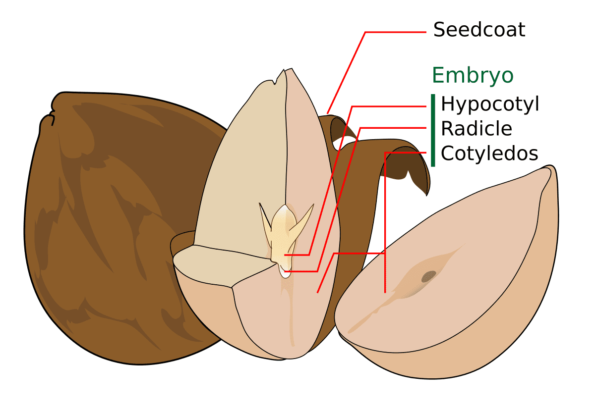 Semillas: definiciones y variedades más relevantes