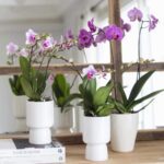 Soluciones para el florean de tu orquídea