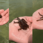 Sorpresas de los pulpos venenosos en el océano
