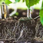 Sustrato ideal para orquídeas: guía práctica de elaboración